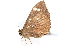  (Erebus hieroglyphica - BIOUG20781-F11)  @13 [ ] CreativeCommons - Attribution (2015) CBG Photography Group Centre for Biodiversity Genomics