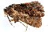  ( - BIOUG20781-G01)  @12 [ ] CreativeCommons - Attribution (2015) CBG Photography Group Centre for Biodiversity Genomics