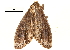  ( - BIOUG20781-G06)  @13 [ ] CreativeCommons - Attribution (2015) CBG Photography Group Centre for Biodiversity Genomics