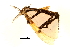  ( - BIOUG20781-G09)  @14 [ ] CreativeCommons - Attribution (2015) CBG Photography Group Centre for Biodiversity Genomics