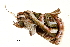  ( - BIOUG20781-H02)  @12 [ ] CreativeCommons - Attribution (2015) CBG Photography Group Centre for Biodiversity Genomics