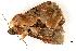  (Diomea - BIOUG20804-A12)  @14 [ ] CreativeCommons - Attribution (2015) CBG Photography Group Centre for Biodiversity Genomics