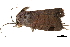  (Dyrzela boscoides - BIOUG20804-B05)  @12 [ ] CreativeCommons - Attribution (2015) CBG Photography Group Centre for Biodiversity Genomics