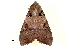  ( - BIOUG20804-C03)  @13 [ ] CreativeCommons - Attribution (2015) CBG Photography Group Centre for Biodiversity Genomics