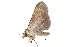  ( - BIOUG20804-C09)  @12 [ ] CreativeCommons - Attribution (2015) CBG Photography Group Centre for Biodiversity Genomics