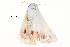  ( - BIOUG20804-C11)  @12 [ ] CreativeCommons - Attribution (2015) CBG Photography Group Centre for Biodiversity Genomics
