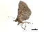  ( - BIOUG20804-D11)  @13 [ ] CreativeCommons - Attribution (2015) CBG Photography Group Centre for Biodiversity Genomics