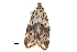 (Meteugoa ochrivena - BIOUG20804-E08)  @12 [ ] CreativeCommons - Attribution (2015) CBG Photography Group Centre for Biodiversity Genomics
