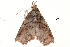  (Aroana baliensis - BIOUG20804-E10)  @13 [ ] CreativeCommons - Attribution (2015) CBG Photography Group Centre for Biodiversity Genomics