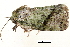  (Blenina chlorophila - BIOUG20804-E11)  @12 [ ] CreativeCommons - Attribution (2015) CBG Photography Group Centre for Biodiversity Genomics