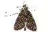  (Labanda herbealis - BIOUG20804-F04)  @14 [ ] CreativeCommons - Attribution (2015) CBG Photography Group Centre for Biodiversity Genomics