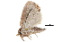  ( - BIOUG20804-F12)  @13 [ ] CreativeCommons - Attribution (2015) CBG Photography Group Centre for Biodiversity Genomics