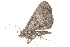  ( - BIOUG21481-A01)  @13 [ ] CreativeCommons - Attribution (2015) CBG Photography Group Centre for Biodiversity Genomics