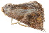  ( - BIOUG21481-A03)  @12 [ ] CreativeCommons - Attribution (2015) CBG Photography Group Centre for Biodiversity Genomics