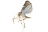  (Rivula leuconephra - BIOUG21481-A09)  @12 [ ] CreativeCommons - Attribution (2015) CBG Photography Group Centre for Biodiversity Genomics