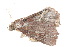  (Tamba rufipennis - BIOUG21481-A10)  @13 [ ] CreativeCommons - Attribution (2015) CBG Photography Group Centre for Biodiversity Genomics