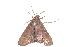  (Savara pallidapex - BIOUG21481-A11)  @13 [ ] CreativeCommons - Attribution (2015) CBG Photography Group Centre for Biodiversity Genomics