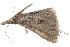  ( - BIOUG21481-B02)  @12 [ ] CreativeCommons - Attribution (2015) CBG Photography Group Centre for Biodiversity Genomics