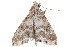  (Poeta denotalis - BIOUG21481-B09)  @14 [ ] CreativeCommons - Attribution (2015) CBG Photography Group Centre for Biodiversity Genomics