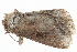  (Sesamia submarginalis - BIOUG21481-B11)  @14 [ ] CreativeCommons - Attribution (2015) CBG Photography Group Centre for Biodiversity Genomics