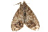  ( - BIOUG21481-C03)  @12 [ ] CreativeCommons - Attribution (2015) CBG Photography Group Centre for Biodiversity Genomics