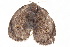  (Hemonia orbiferana - BIOUG21481-C05)  @12 [ ] CreativeCommons - Attribution (2015) CBG Photography Group Centre for Biodiversity Genomics