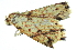  (Parolulis - BIOUG27304-B04)  @12 [ ] CreativeCommons - Attribution (2016) CBG Photography Group Centre for Biodiversity Genomics