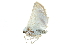  ( - BIOUG27304-C08)  @12 [ ] CreativeCommons - Attribution (2016) CBG Photography Group Centre for Biodiversity Genomics