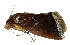  ( - BIOUG27304-C09)  @12 [ ] CreativeCommons - Attribution (2016) CBG Photography Group Centre for Biodiversity Genomics