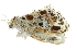  ( - BIOUG27304-C10)  @12 [ ] CreativeCommons - Attribution (2016) CBG Photography Group Centre for Biodiversity Genomics