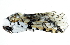  (Kamalia malaysiana - BIOUG27304-D04)  @13 [ ] CreativeCommons - Attribution (2016) CBG Photography Group Centre for Biodiversity Genomics