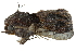  (Batracharta lempkei - BIOUG27304-E03)  @14 [ ] CreativeCommons - Attribution (2016) CBG Photography Group Centre for Biodiversity Genomics
