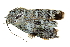  ( - BIOUG27304-F08)  @14 [ ] CreativeCommons - Attribution (2016) CBG Photography Group Centre for Biodiversity Genomics