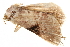  (Eubryopterella - BIOUG30186-A04)  @12 [ ] CreativeCommons - Attribution (2016) CBG Photography Group Centre for Biodiversity Genomics