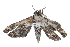  ( - BIOUG30186-B06)  @12 [ ] CreativeCommons - Attribution (2016) CBG Photography Group Centre for Biodiversity Genomics