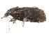  ( - BIOUG30186-C12)  @12 [ ] CreativeCommons - Attribution (2016) CBG Photography Group Centre for Biodiversity Genomics