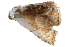  (Eublemma roseonivea - BIOUG30186-D09)  @13 [ ] CreativeCommons - Attribution (2016) CBG Photography Group Centre for Biodiversity Genomics