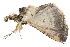  ( - BIOUG30186-E03)  @12 [ ] CreativeCommons - Attribution (2016) CBG Photography Group Centre for Biodiversity Genomics