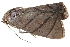  ( - BIOUG30186-F08)  @13 [ ] CreativeCommons - Attribution (2016) CBG Photography Group Centre for Biodiversity Genomics