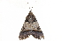  ( - BIOUG30186-F11)  @13 [ ] CreativeCommons - Attribution (2016) CBG Photography Group Centre for Biodiversity Genomics