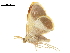 ( - BIOUG31631-A01)  @12 [ ] CreativeCommons - Attribution (2018) CBG Photography Group Centre for Biodiversity Genomics