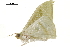  ( - BIOUG31631-A07)  @12 [ ] CreativeCommons - Attribution (2018) CBG Photography Group Centre for Biodiversity Genomics