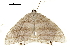 (Micronia aculeata - BIOUG31631-A10)  @11 [ ] CreativeCommons - Attribution (2018) CBG Photography Group Centre for Biodiversity Genomics
