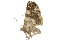  ( - BIOUG31631-B10)  @11 [ ] CreativeCommons - Attribution (2018) CBG Photography Group Centre for Biodiversity Genomics