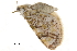  (Sauris eupitheciata - BIOUG31631-B12)  @11 [ ] CreativeCommons - Attribution (2018) CBG Photography Group Centre for Biodiversity Genomics