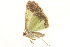  ( - BIOUG31631-C02)  @12 [ ] CreativeCommons - Attribution (2018) CBG Photography Group Centre for Biodiversity Genomics