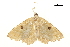 ( - BIOUG31631-C06)  @12 [ ] CreativeCommons - Attribution (2018) CBG Photography Group Centre for Biodiversity Genomics