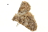  ( - BIOUG31631-D05)  @13 [ ] CreativeCommons - Attribution (2018) CBG Photography Group Centre for Biodiversity Genomics