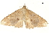 ( - BIOUG31631-D06)  @11 [ ] CreativeCommons - Attribution (2018) CBG Photography Group Centre for Biodiversity Genomics