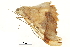  ( - BIOUG31631-E04)  @12 [ ] CreativeCommons - Attribution (2018) CBG Photography Group Centre for Biodiversity Genomics
